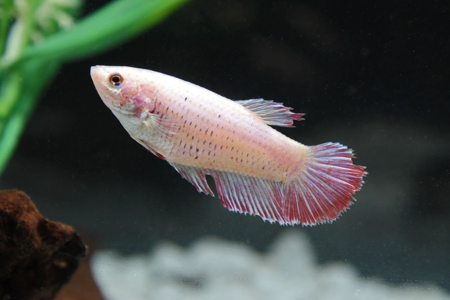female betta fish